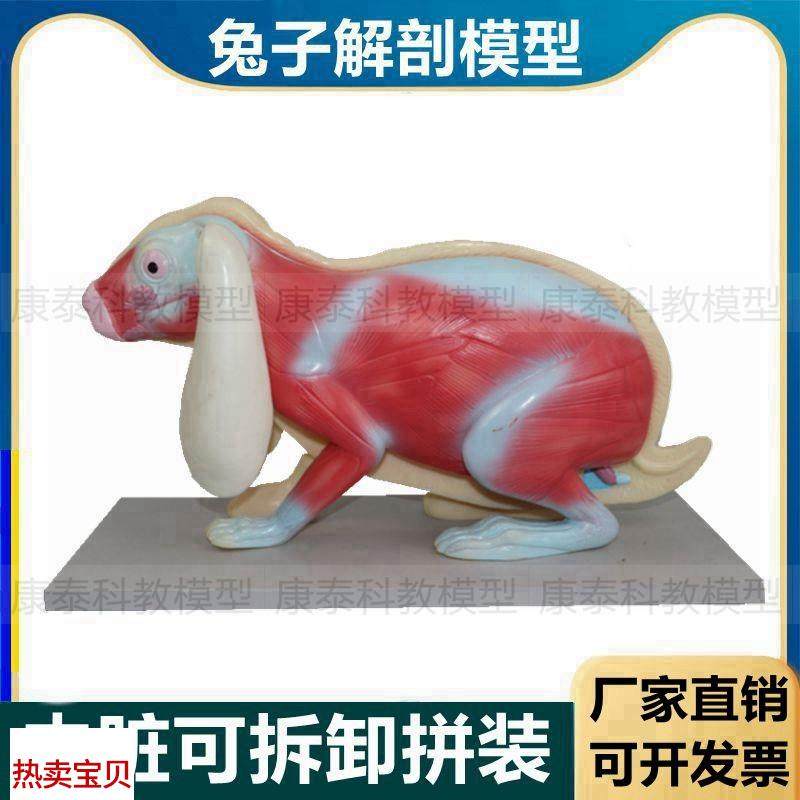 兔子解剖模型立体仿真内脏v可拆卸拼装皮肤骨骼头骨透明牙齿生物