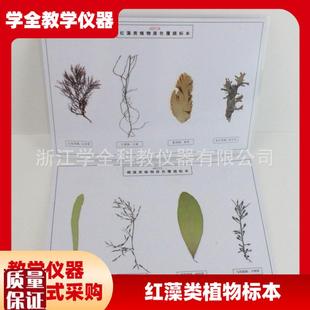藻类标本浸泡标本中学科普教具幼儿园教学探究实验教Z学标本厂家
