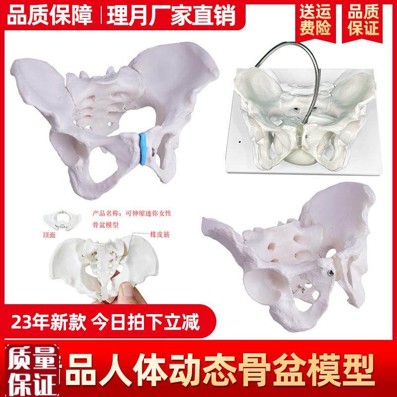 女性盆骨模型骨盆助产示教模型1比1可活动人V体解剖盆底肌,玩具/童车/益智/积木/模型,其他模型玩具,淘宝优惠券,粉丝福利购,淘宝优惠卷