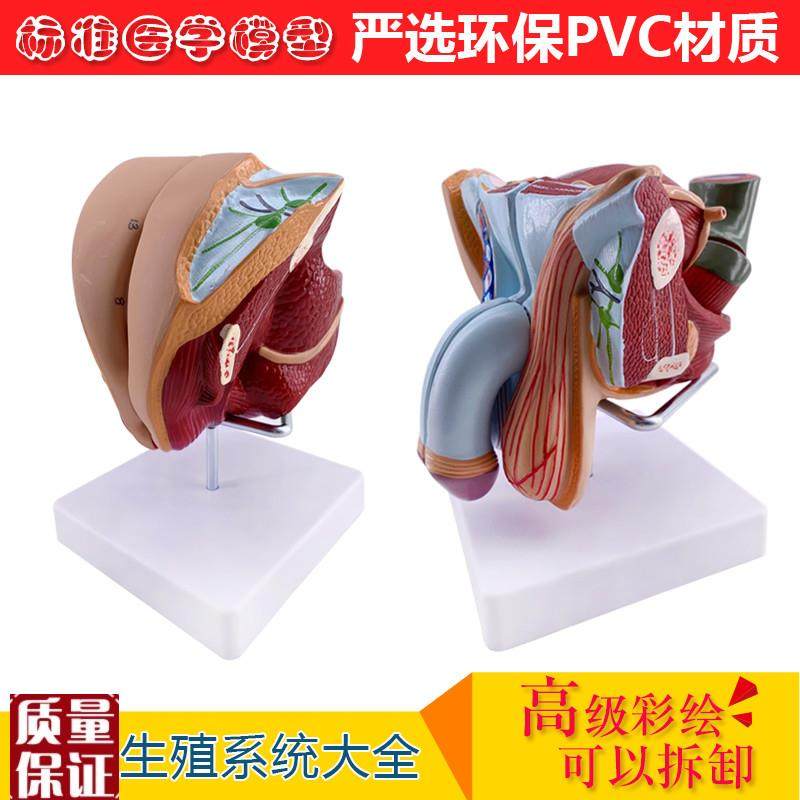教学仿真男性生殖器泌尿系统标本内外生殖O器睾丸解剖模型医疗教