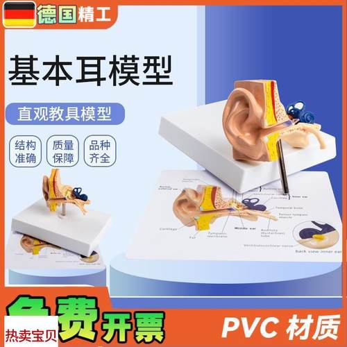 德国】基本耳模型k桌上型人体耳朵解剖模型耳模型内耳部听觉教学
