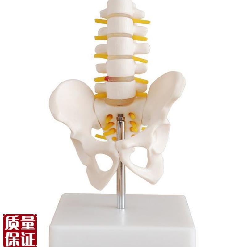 小型骨盆带五节腰椎r模型人体盆骨骨骼解剖标本教学模
