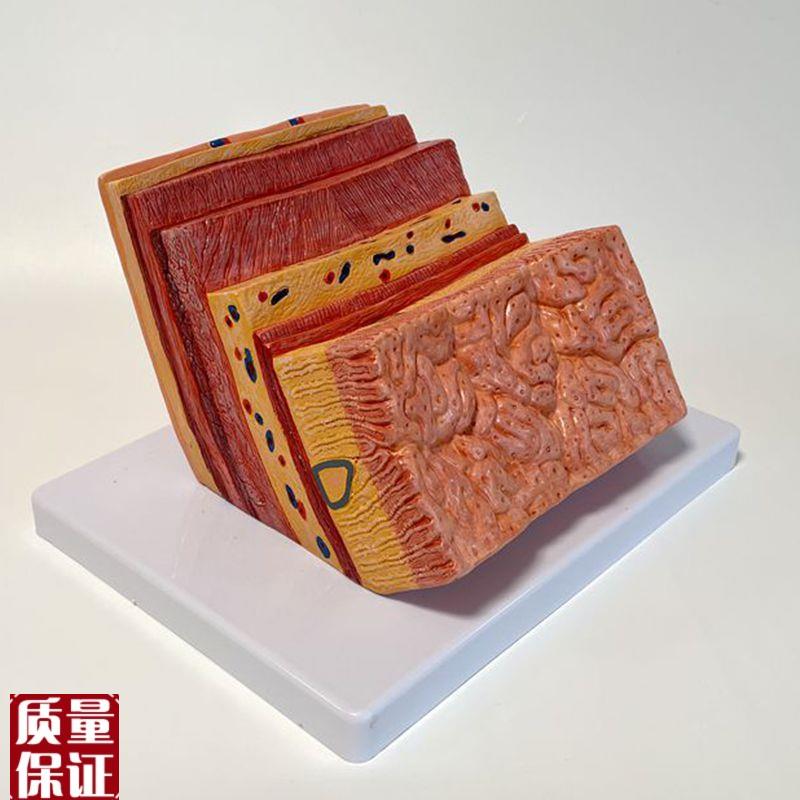 胃壁放大模型黏膜层肌层浆膜层人体J胃解剖模具消化器官内