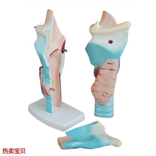人体喉解剖模型喉头p解剖模型喉模型喉部血管甲状腺模型
