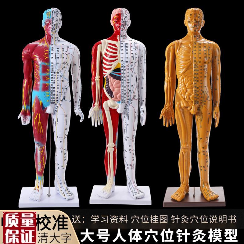 中医人体针灸穴位模型经络铜人x小人按摩教学教具男模85cm大号家