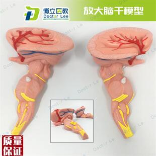 脑干放大模型脑神经医学s大脑模型教学中枢神经系统教学演示教