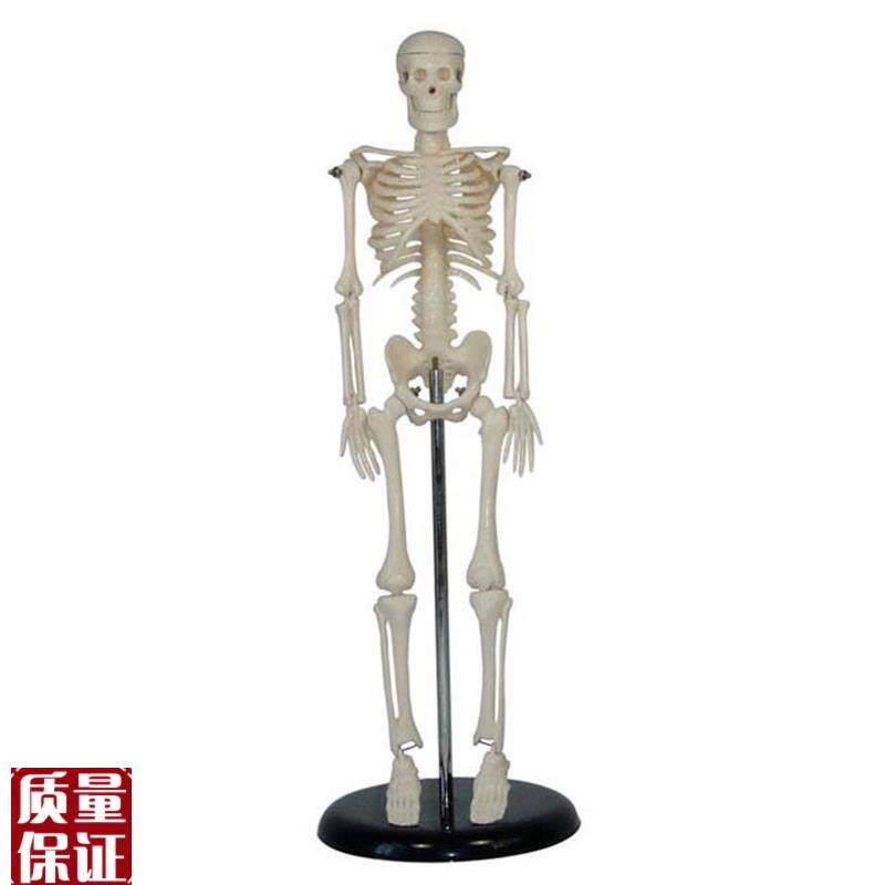 人体儿童c骨骼模型(42cm)小学科学教具拼装生物仪器教学仪