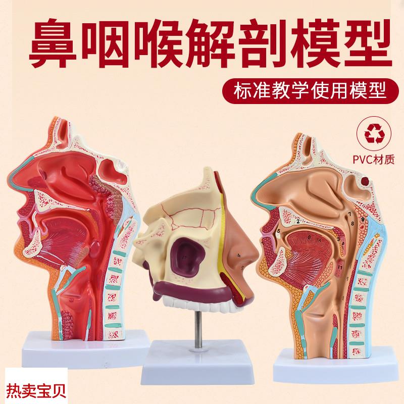 教学人体鼻腔h解剖模型耳鼻喉科医学鼻子口腔鼻咽喉结构鼻部结构