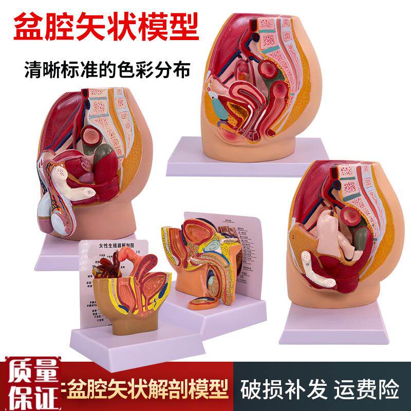 教学仿真女盆腔模型女性泌尿生殖系统标本正O中矢状切人体解剖医
