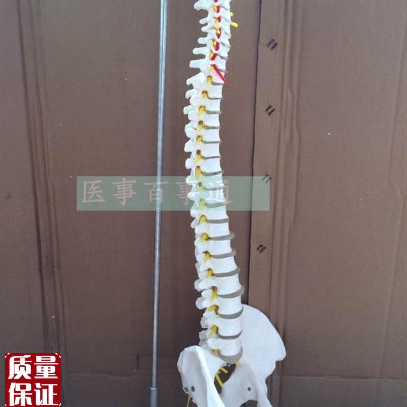 人体脊椎模型带骨盆股骨人体骨骼挂式脊柱医用V脊柱模型局包