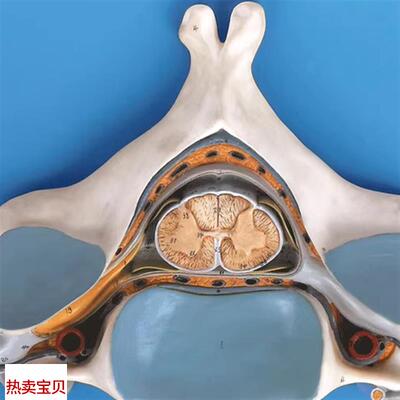 第五颈椎附脊髓和脊神经放D大模型GD/A18104