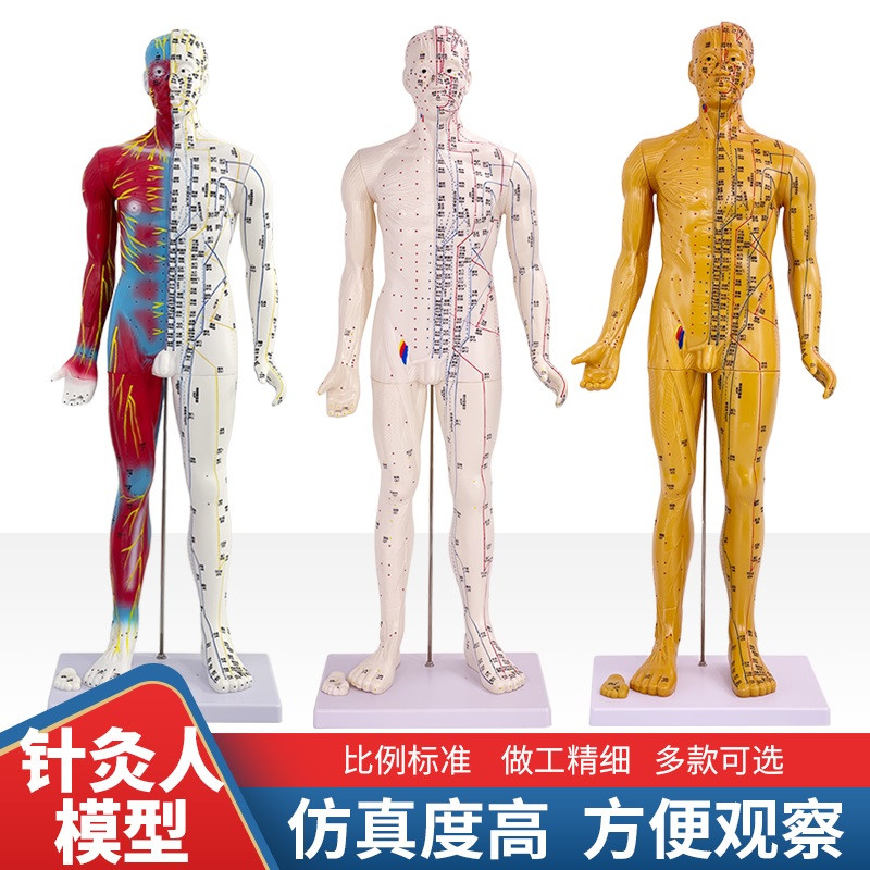 60 8a5CM中医人体针灸十二经络穴位模型标准全身小铜人教学模特图