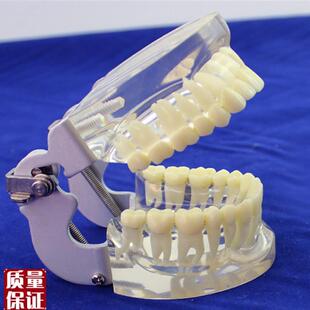 ENOVaO颐诺成人标准口腔模型标准标准牙齿模型配咬合架口腔科