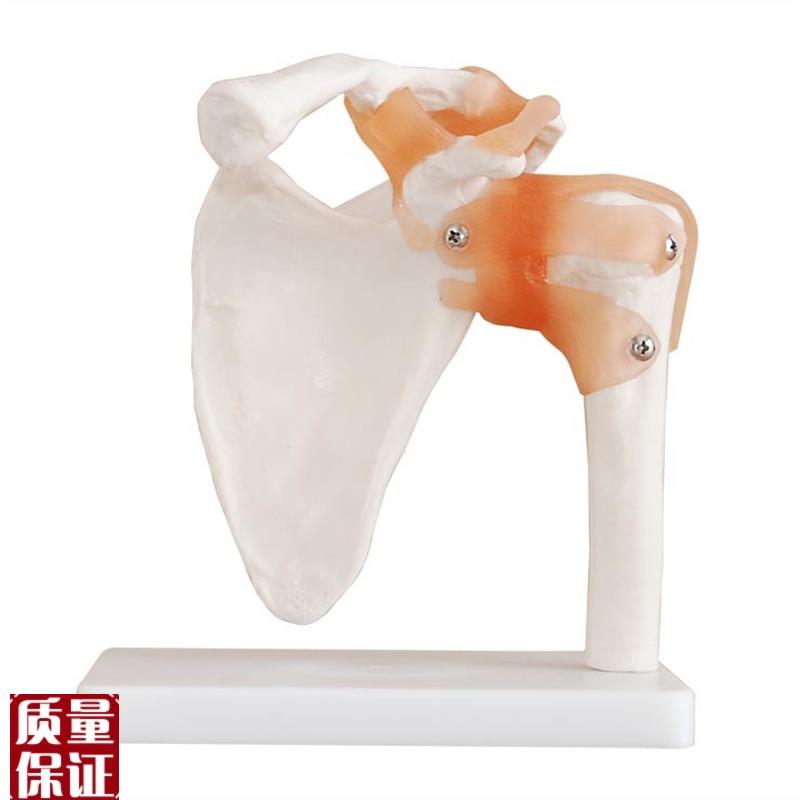 人体六大a关节骨骼模型XC114XC113XC112XC111XC110XC10