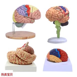脑模型脑功能区域色分模型人体大C脑解剖模型人脑动脉构造脑神经