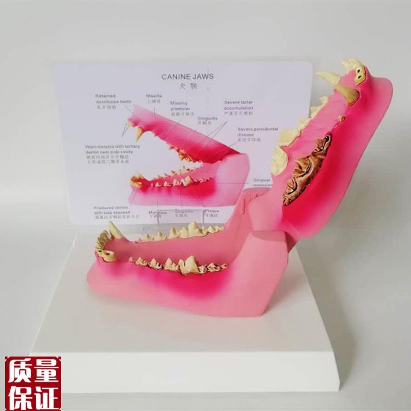 病态狗牙模型动物骨p骼牙龈发炎动物模型兽医教学教仪直销优