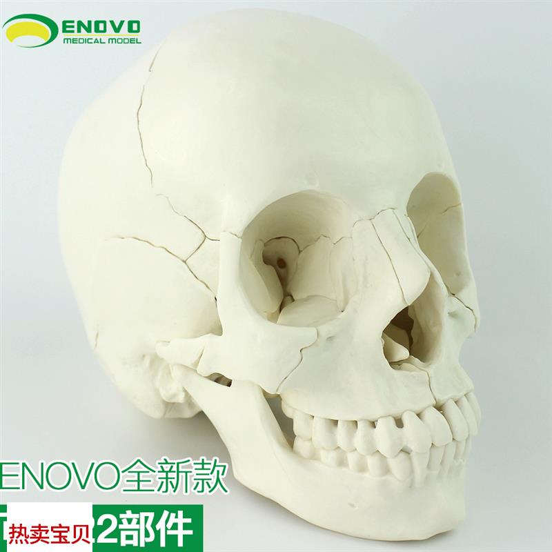 ENOVOc颐诺医学用可分解人体头骨模型头颅骨拼装可拆美容微整形教