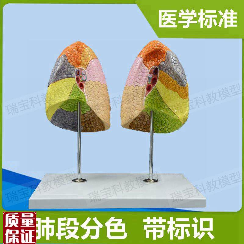 人体肺段模型分区标识左右肺叶解剖支气管肺Q泡生物医用教具展示