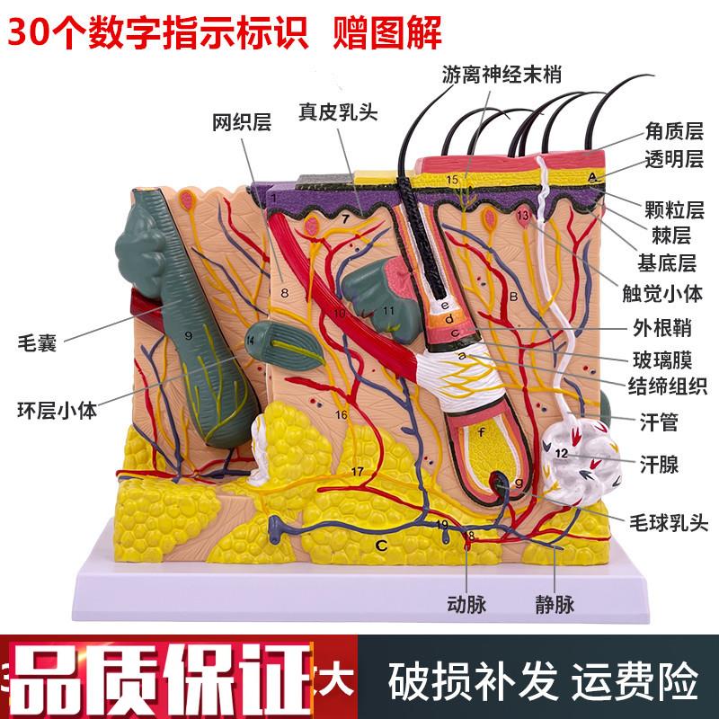 50倍人体皮肤h组织结构放大解剖模型医学美容整形立体皮肤放大模