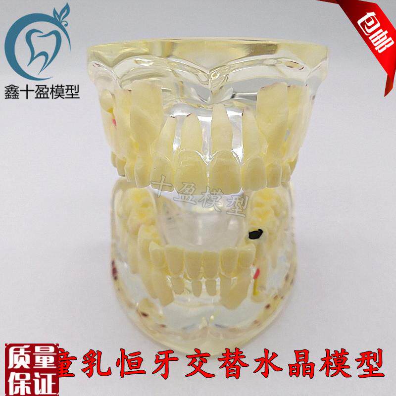 牙科口腔教学模型儿童病理v模型乳牙恒牙交替透明水晶模型M400