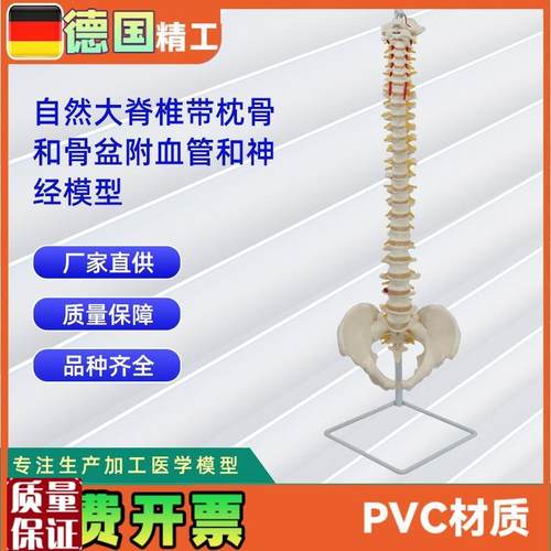 自然大脊椎带枕骨和骨盆附血管和神经模型人体U骨骼模型教学模