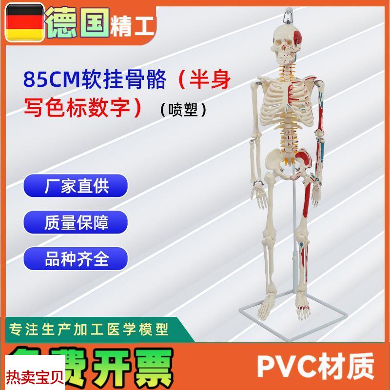 85CM软挂骨骼半身写v色标数字喷塑人体骨骼模型可定