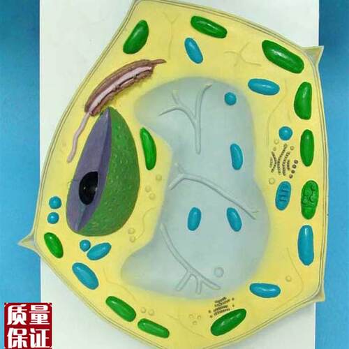 植物细胞亚显微i结构细胞亚显微结构模型科教仪器医学教学专