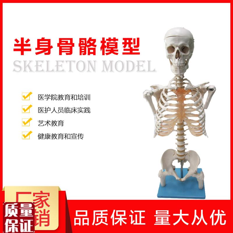 半身人体骨骼模型骨架模型解剖学艺术教学演示U医学科研骨骼模