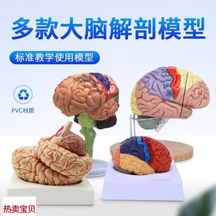 脑模型脑a功能区域色分模型人体大脑解剖模型人脑动脉构造脑神经