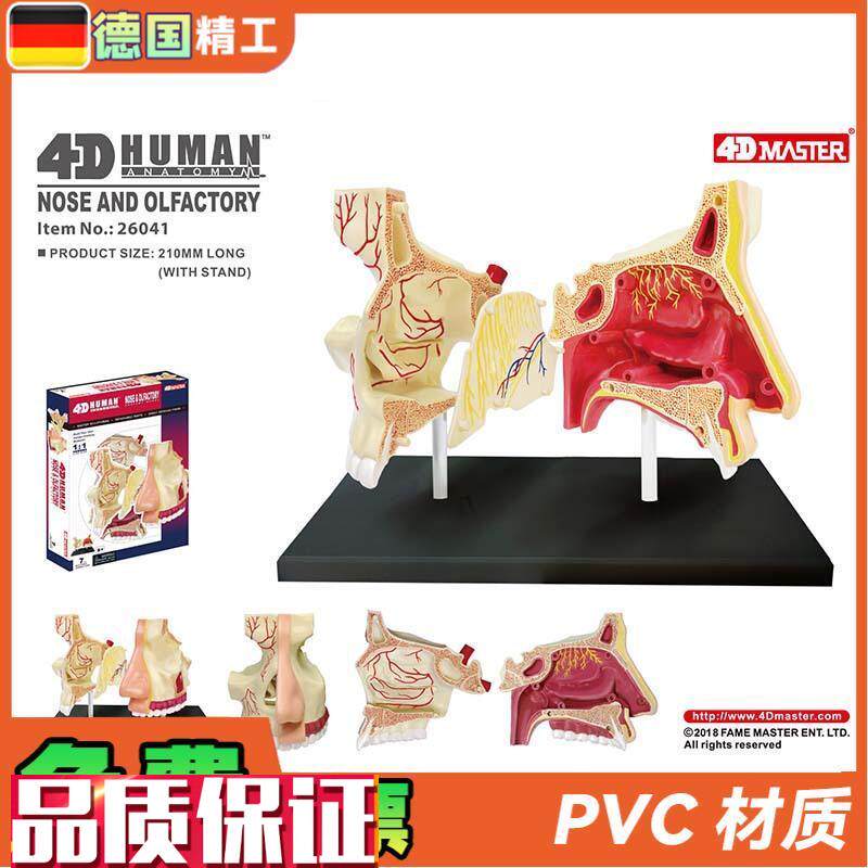 德国】4DMASTER鼻r腔解剖模型DIY拼装科普玩具人体器官教学道具
