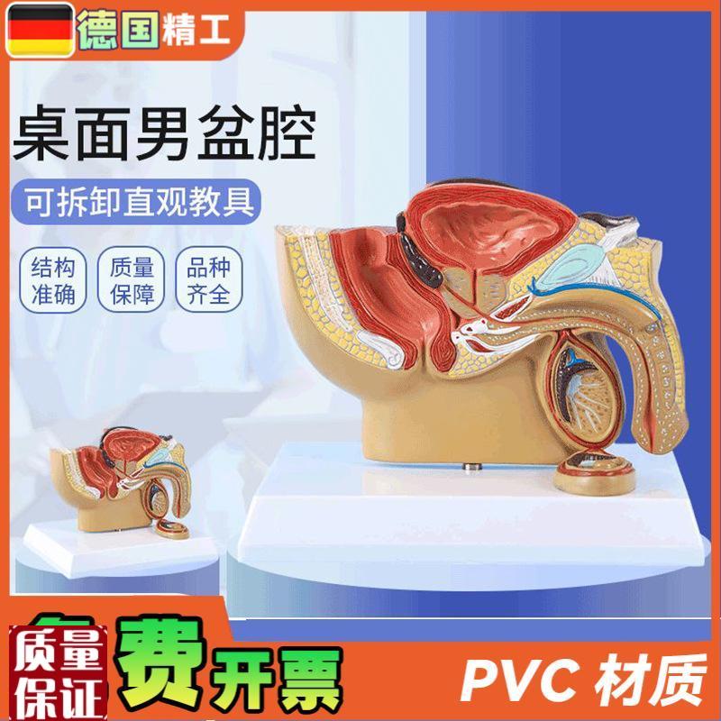 德国】男性盆h腔前列腺泌尿生殖系统睾丸切面解剖模型男科计生展