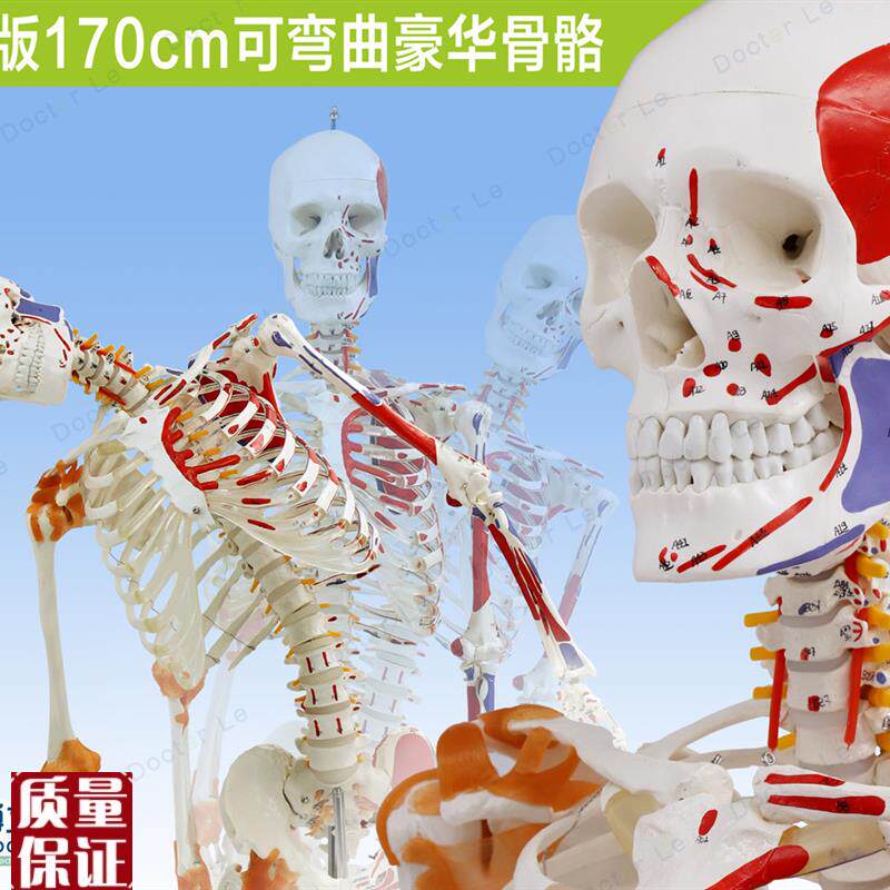 人体170cm骨骼骨架模型韧带z标肌肉起止可弯曲脊柱教学瑜伽健身