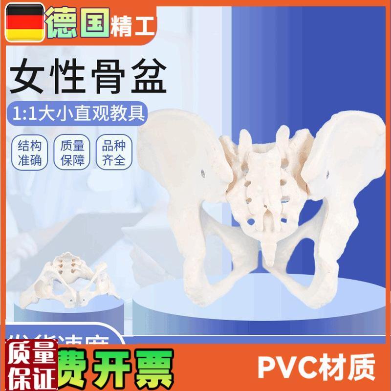 女性骨盆模型1比1女盆腔关节骶骨耻骨I结构妇产科展示教具骨骼解