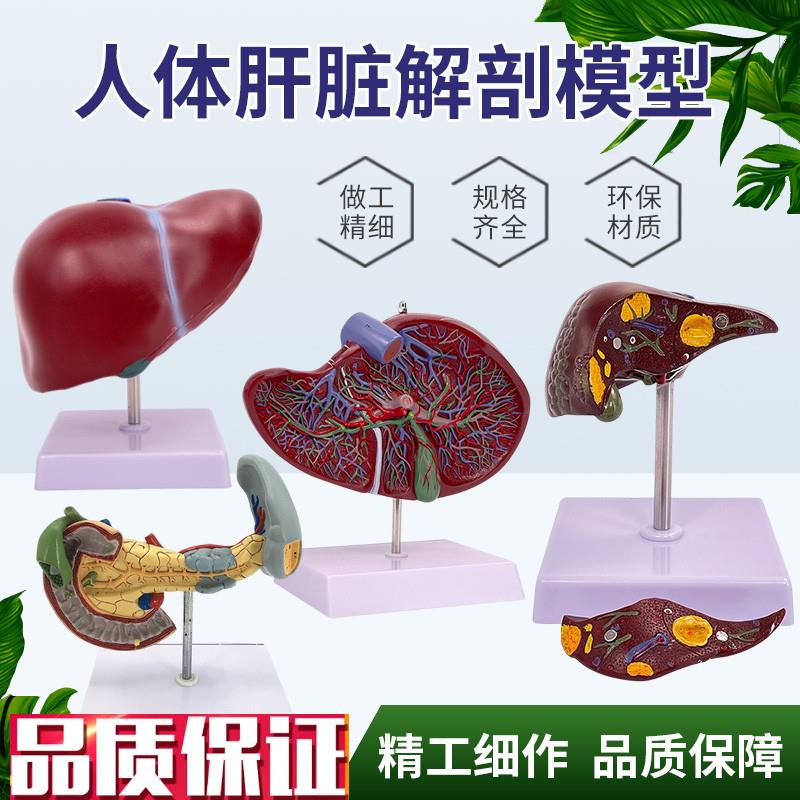 医学仿真人体肝脏解剖p模型肝门胆囊胆管结构消化系统器官演示教