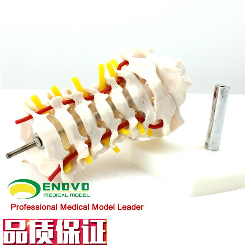 ENOVO颐诺人体颈椎颈动脉模型颈椎模型寰N枢关节人体骨骼标本模