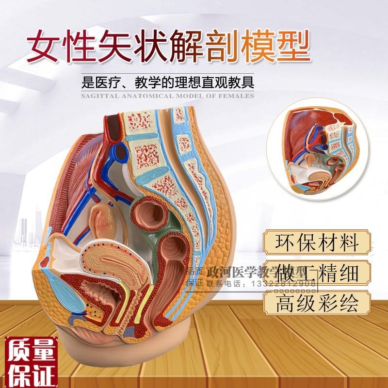 计生模型女性生殖泌尿盆腔系A统模型女性骨盆女性盆腔矢状解