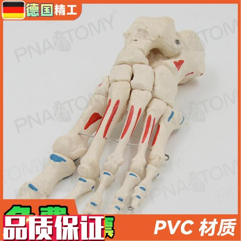 德国】人体d足骨脚骨模型仿真脚趾关节骨骼脚掌部骨骼肌肉着色活