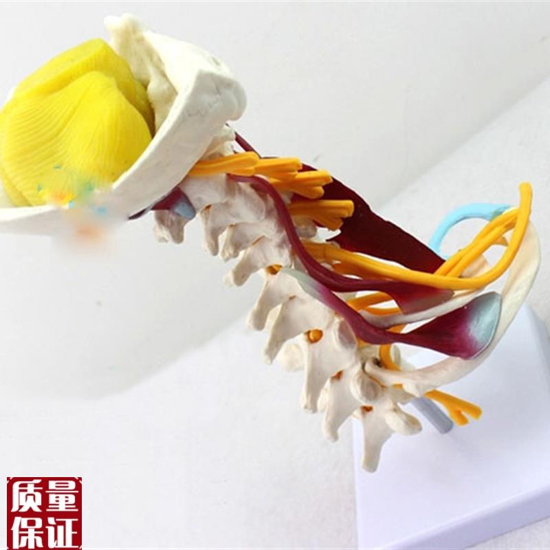 颈椎附肌肉骨骼人体模型脑干y枕骨寰椎七节颈椎两节胸椎软骨模