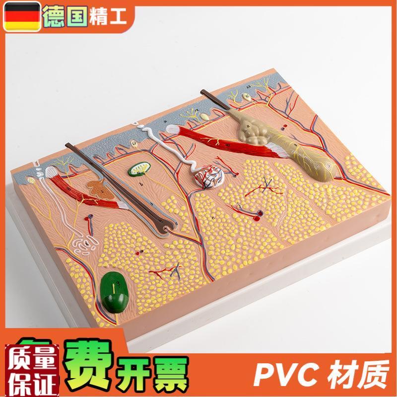 德国】平面皮肤组织结构放大模型B层次人体构造分层解剖模具美容