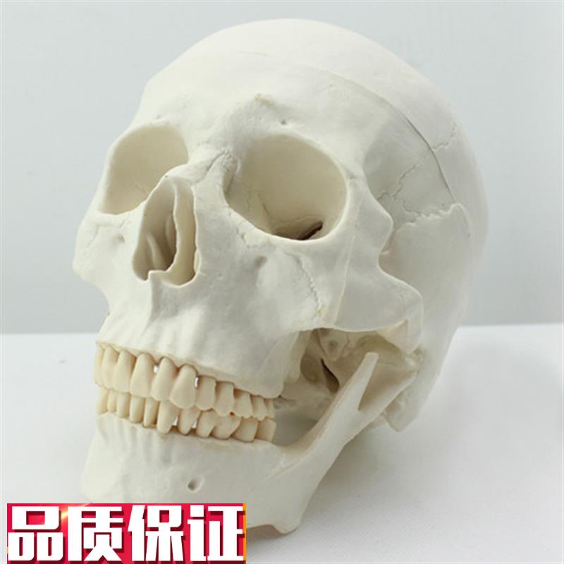 ENOVbO颐诺医学艺用美术人体头骨模型亚洲头颅骨解剖模型标本skul