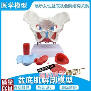 女性骨盆模型及盆底p肌模型子宫模型盆骨分娩助产教学模型包