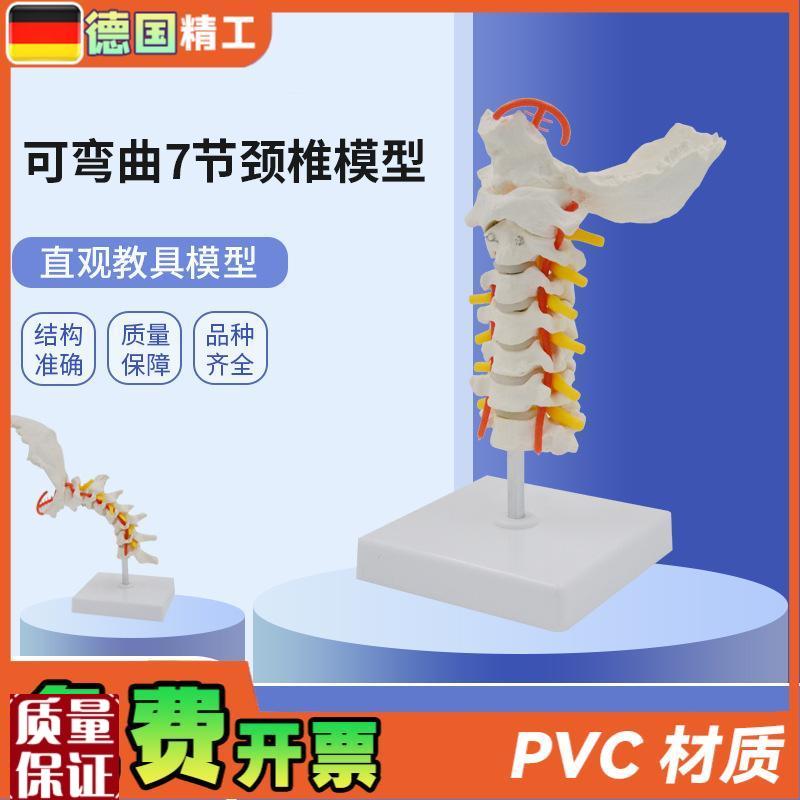 德国】可弯曲f7节颈椎模型PVC材质人体骨骼骨架模型颈椎模
