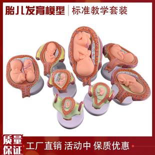 妊娠胚胎发育胎儿形q成发育过程模型计划生育胎儿胚胎教学模