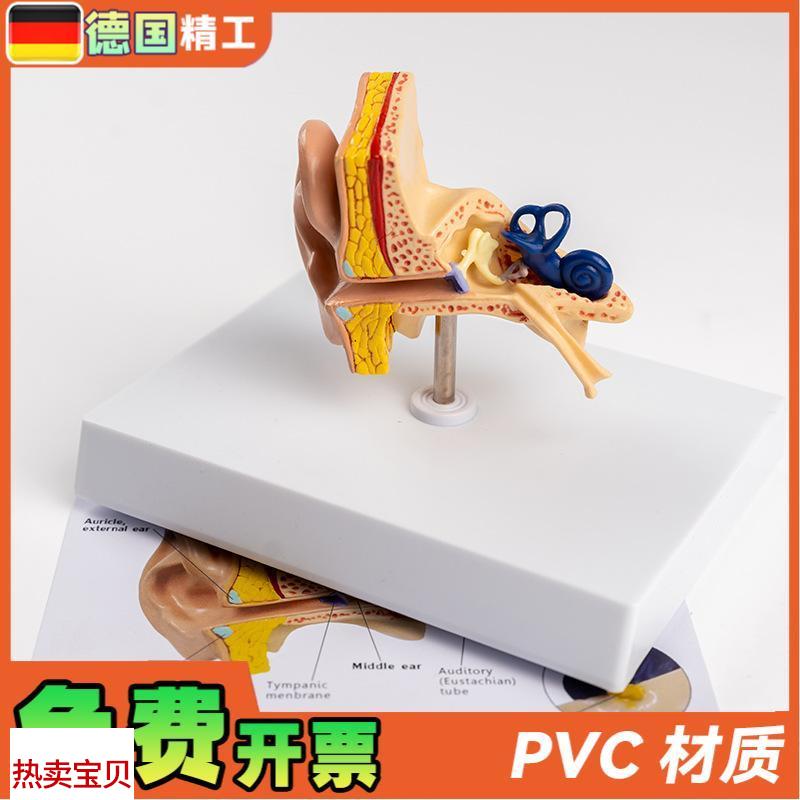德国】耳朵结构模型耳解剖模型外D中内耳部听觉系统耳朵构造教学