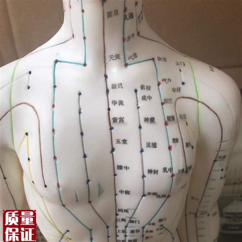 自然大人体c针灸模型178CM自然大人体针灸模型178C