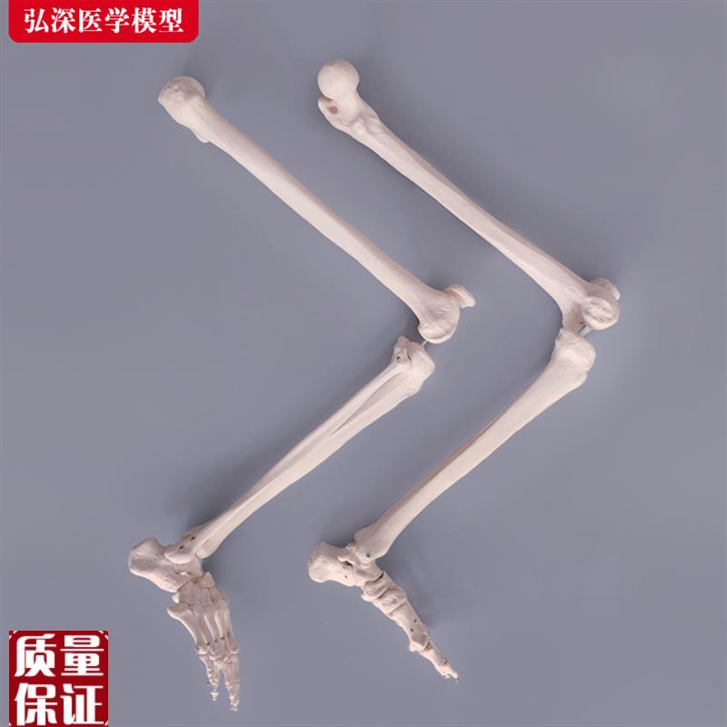 腿骨模型人体下肢关节股骨胫骨腓骨脚掌骨骼P结构医学教学教具模
