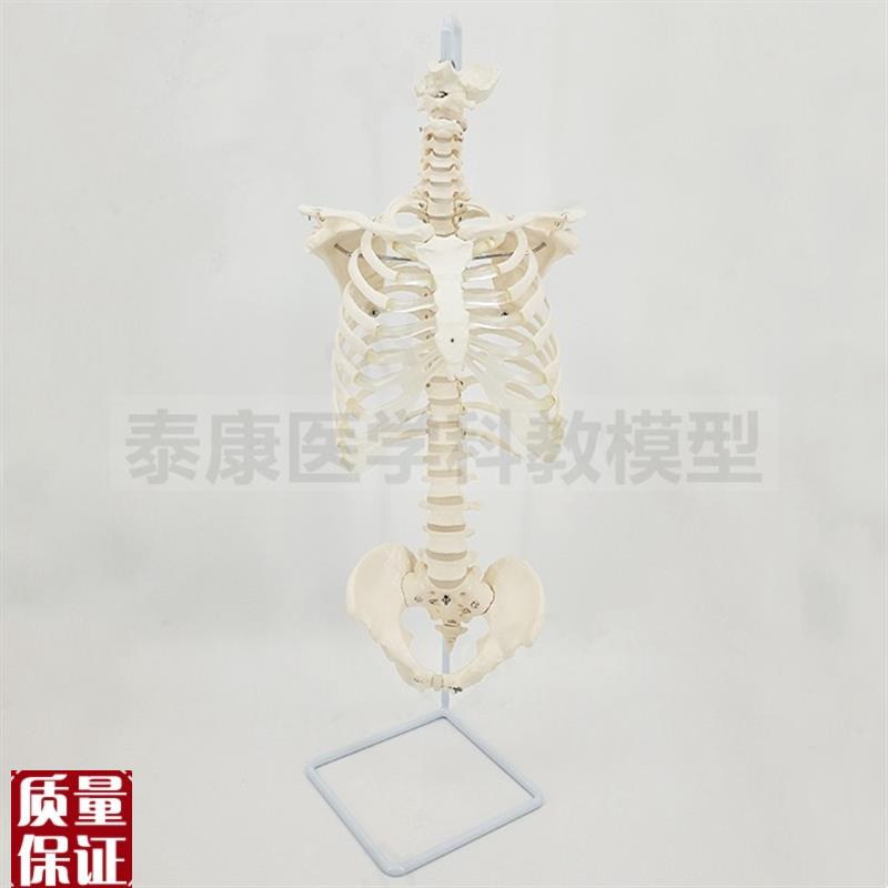 人体半身骨骼h模型胸腔肋骨脊椎神经椎间盘脊椎带骨盆躯干骨架医