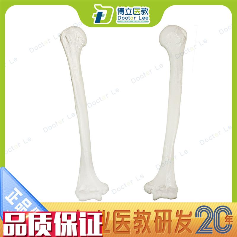 人体散骨上肢骨模k型肱骨和尺骨桡骨模型实操肱骨模型肱骨模型