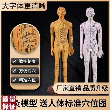 超清晰中医针灸穴位m人体模型经络图人体穴位模型人小全身男女教