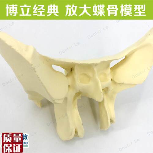 蝶骨放大模型人体蝶骨r模型蝶骨放大3倍教学模型蝶骨模型骨